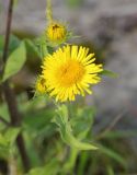 Inula britannica. Цветущее и распускающиеся соцветия. Костромская обл., окр. Кологрива, правый берег р. Унжа, Костромская пойма, склон насыпи автомобильной дороги возле бетонного моста. 27 августа 2020 г.