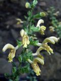 Salvia glutinosa. Верхушка цветущего растения. Крым, у водопада Джурджур. 20.08.2020.