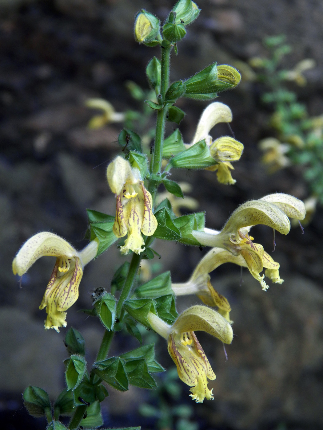 Изображение особи Salvia glutinosa.