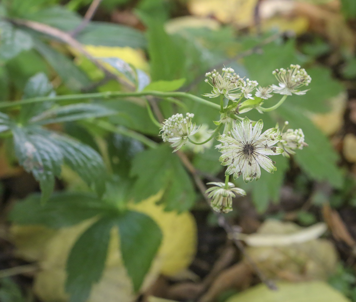 Изображение особи Astrantia major.