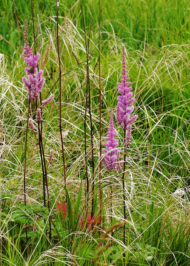 Image of Astilbe chinensis specimen.