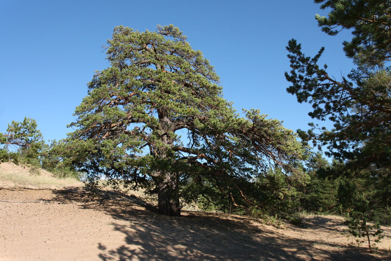 Image of Pinus sylvestris specimen.