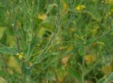 Brassica rapa ssp. pekinensis