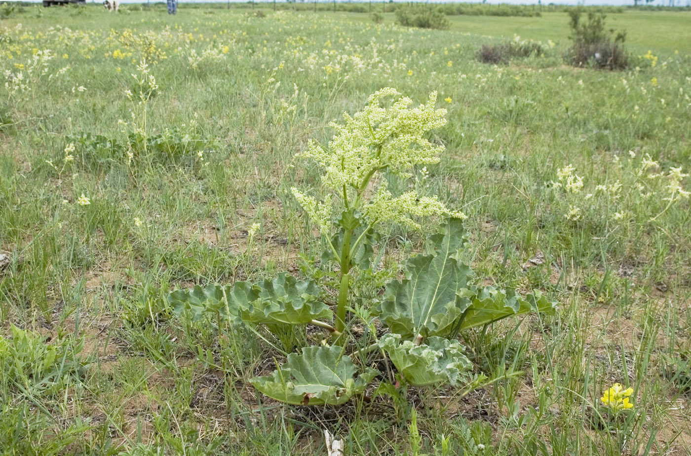 Image of Rheum rhabarbarum specimen.