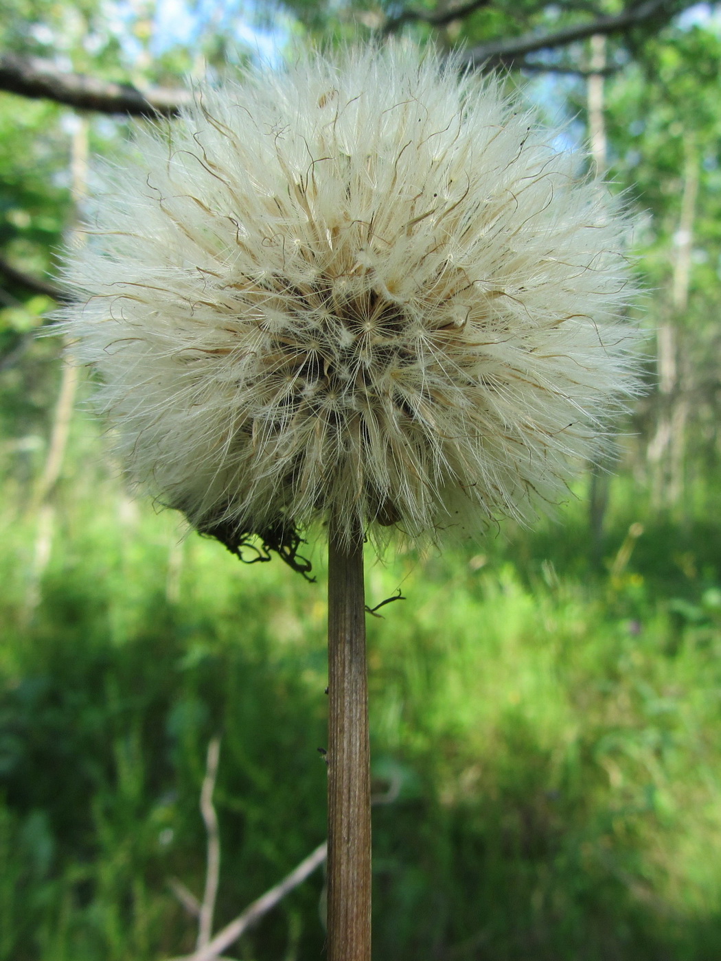 Image of Arnica montana specimen.