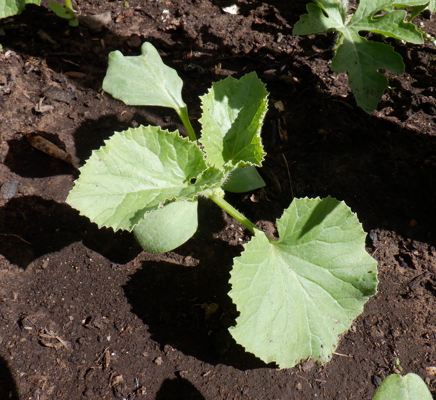 Image of Melo sativus specimen.