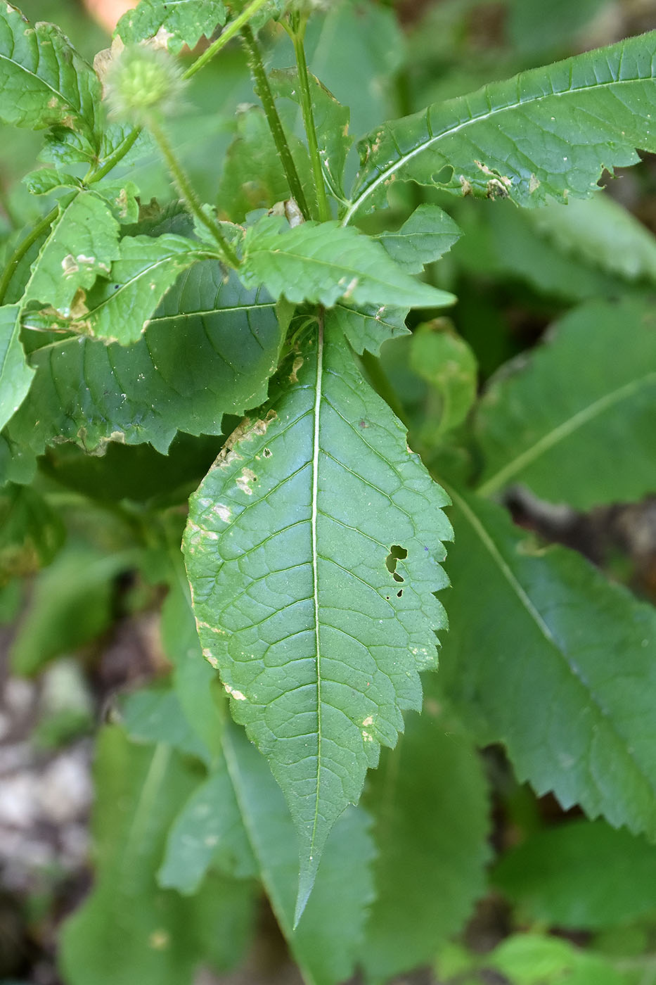 Изображение особи Dipsacus pilosus.