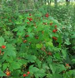 Rubus crataegifolius