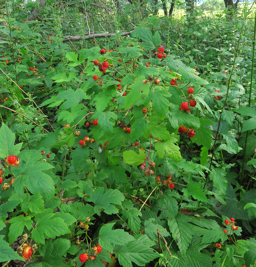 Image of Rubus crataegifolius specimen.