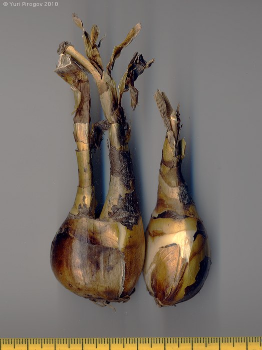 Image of Sternbergia fischeriana specimen.