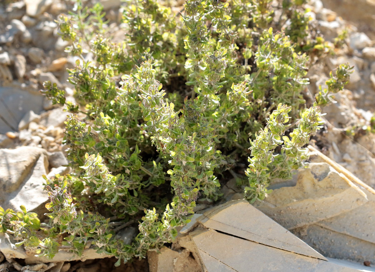 Image of genus Cruciata specimen.