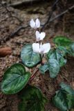 Cyclamen coum