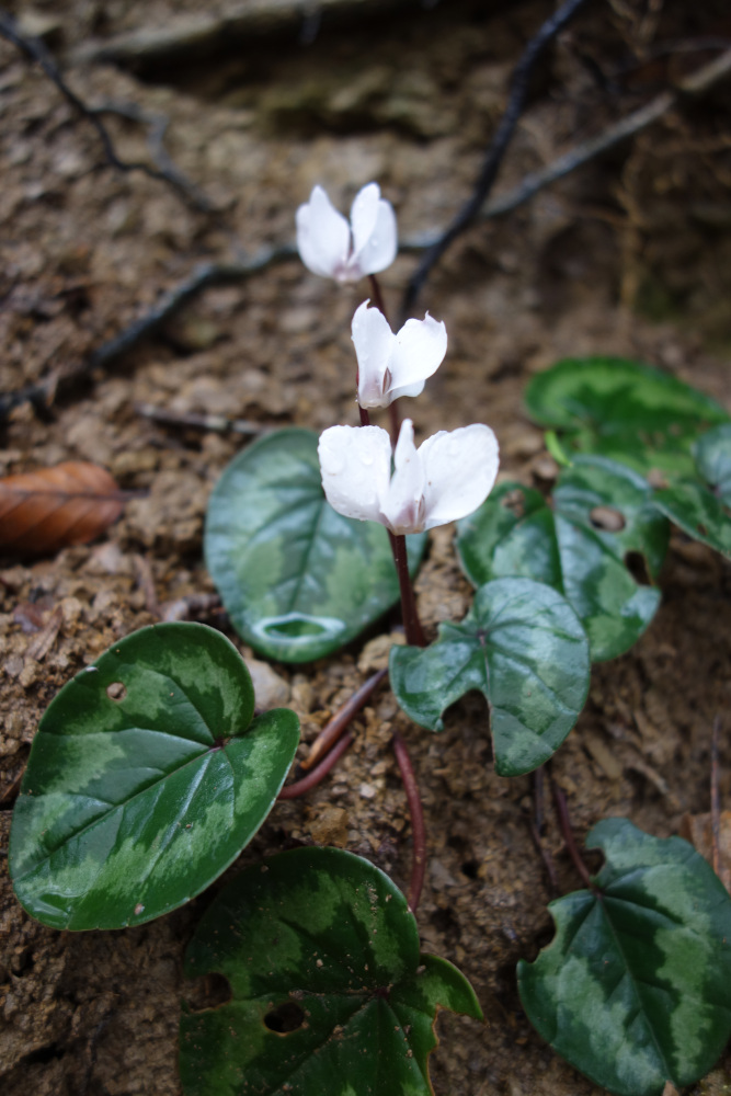 Image of Cyclamen coum specimen.