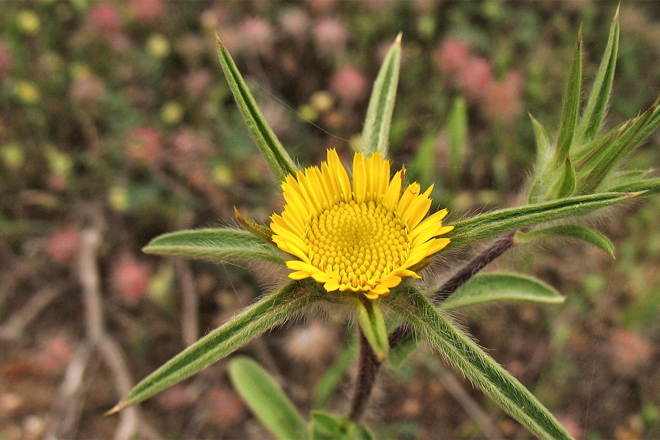 Изображение особи Pallenis spinosa.