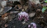 Lathraea squamaria