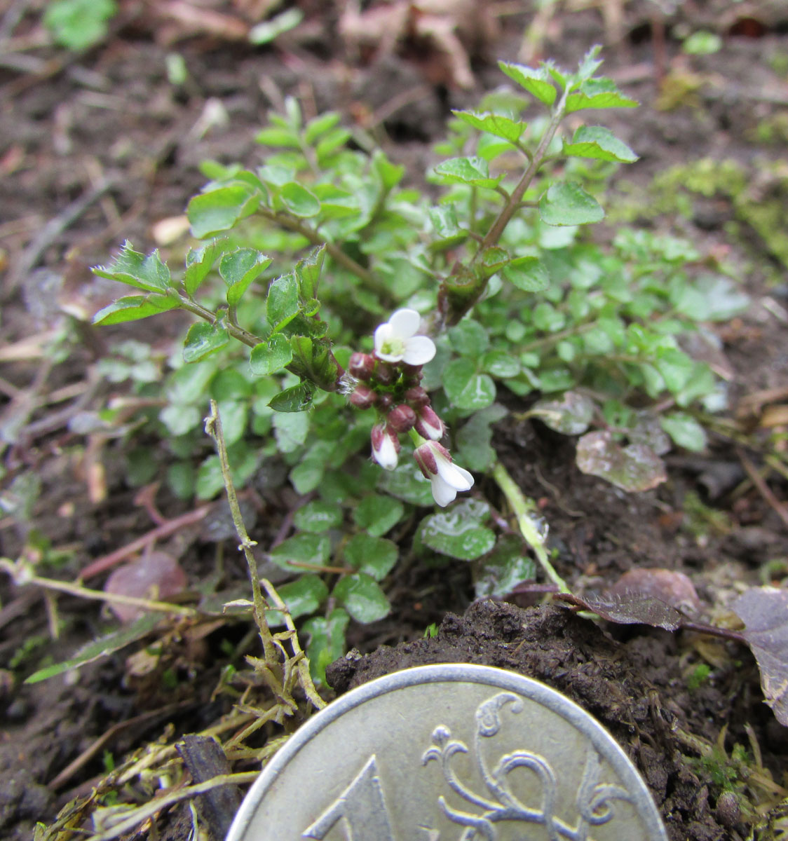 Изображение особи род Cardamine.