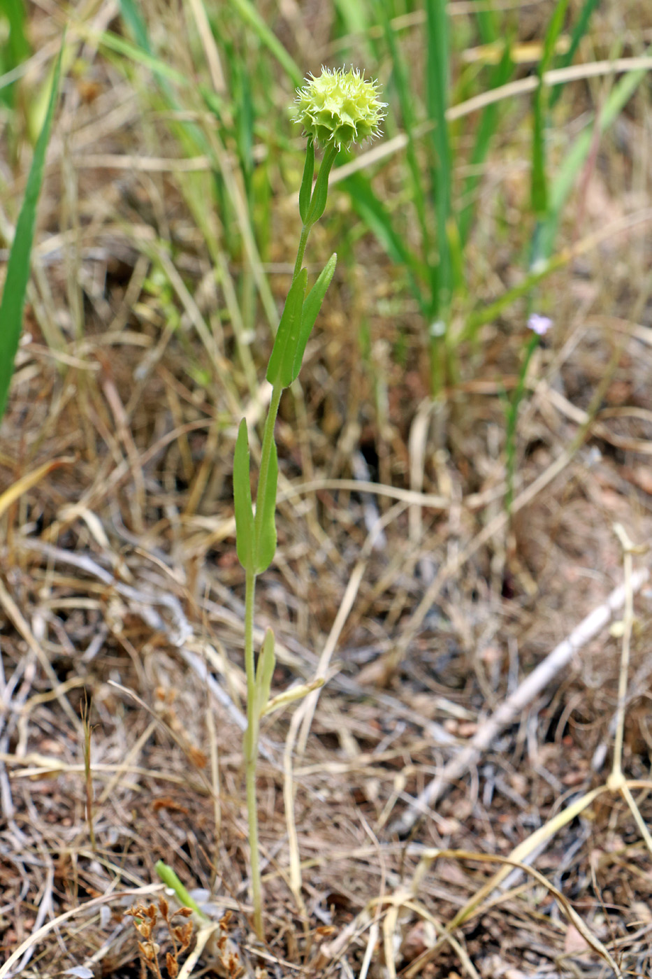 Image of Valerianella coronata specimen.