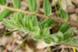 Astragalus pubiflorus