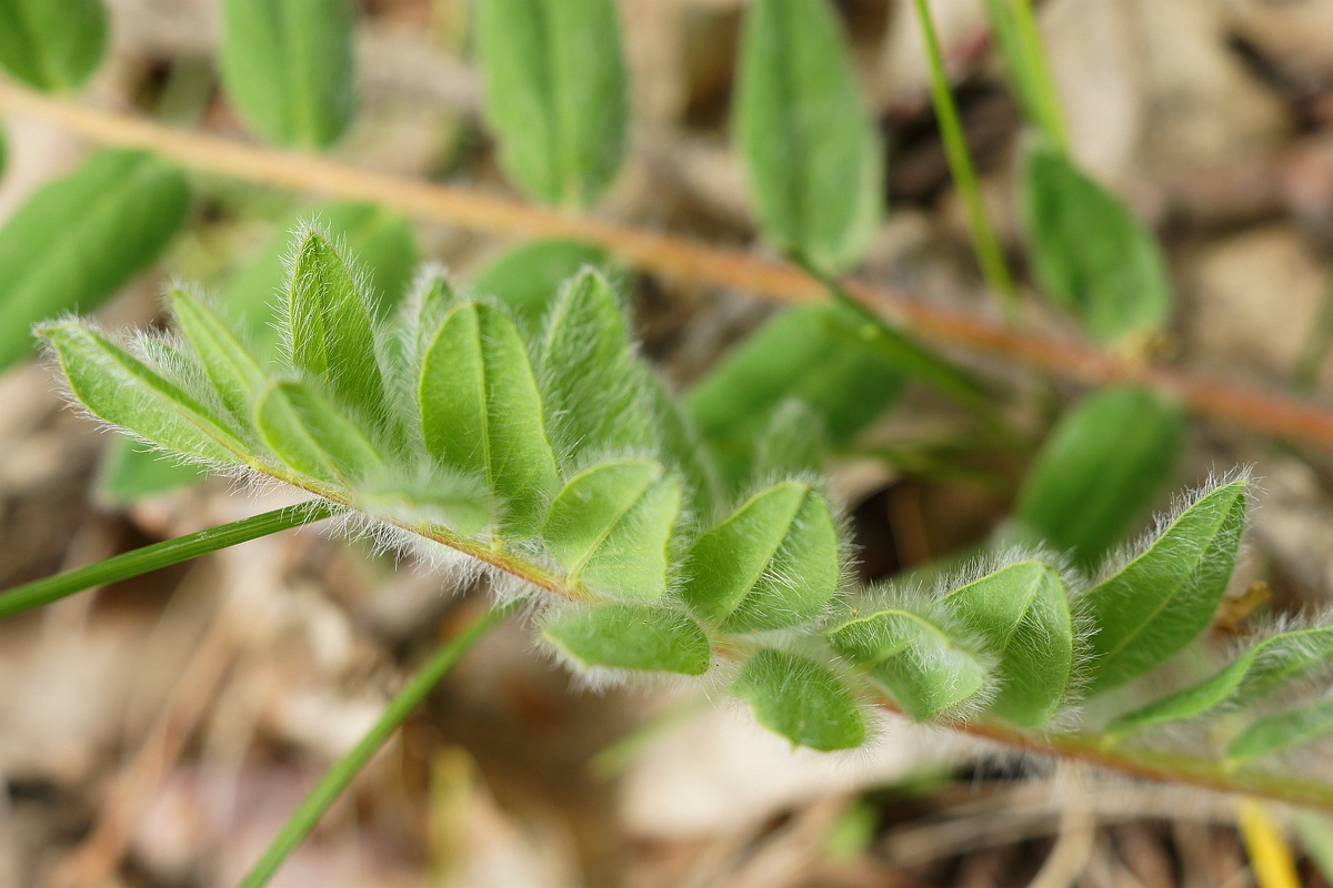 Изображение особи Astragalus pubiflorus.