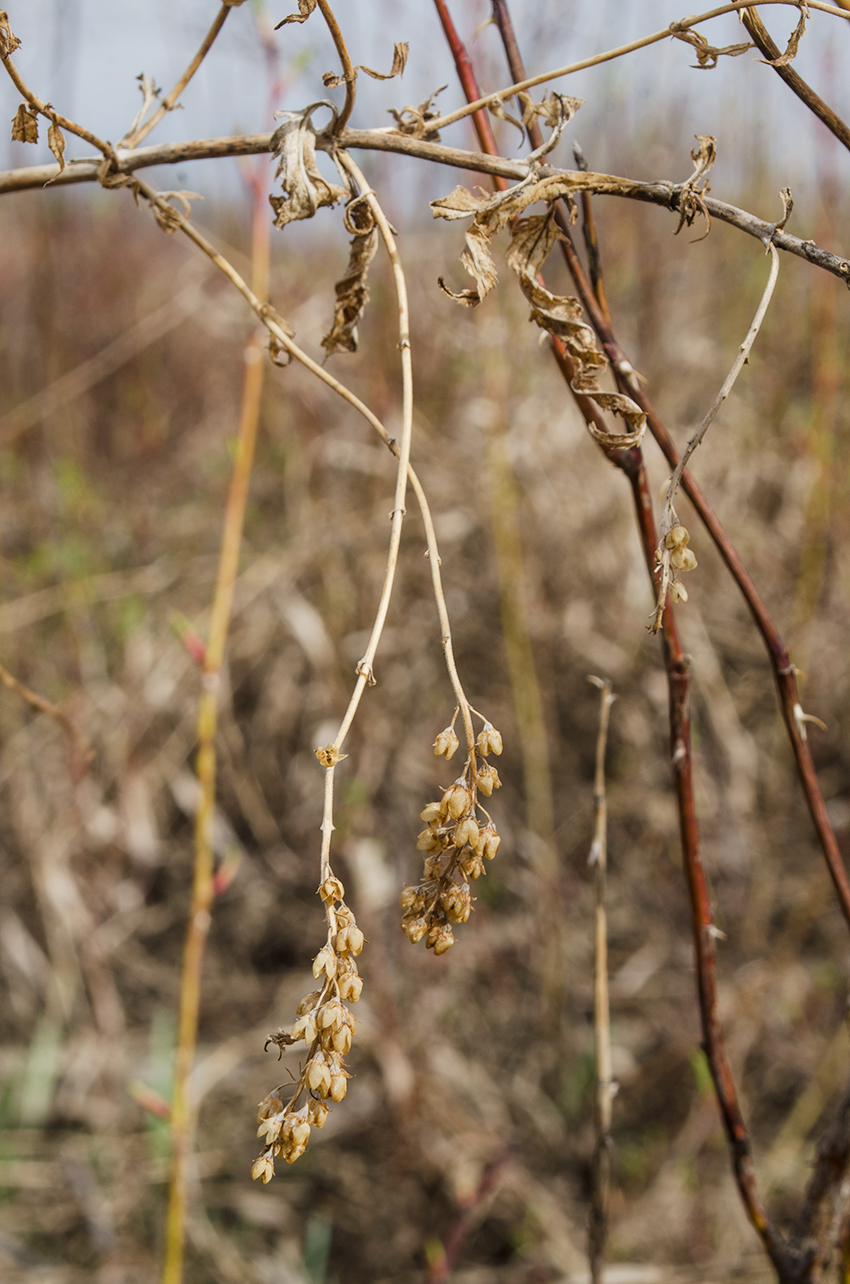 Image of Veronica spuria specimen.