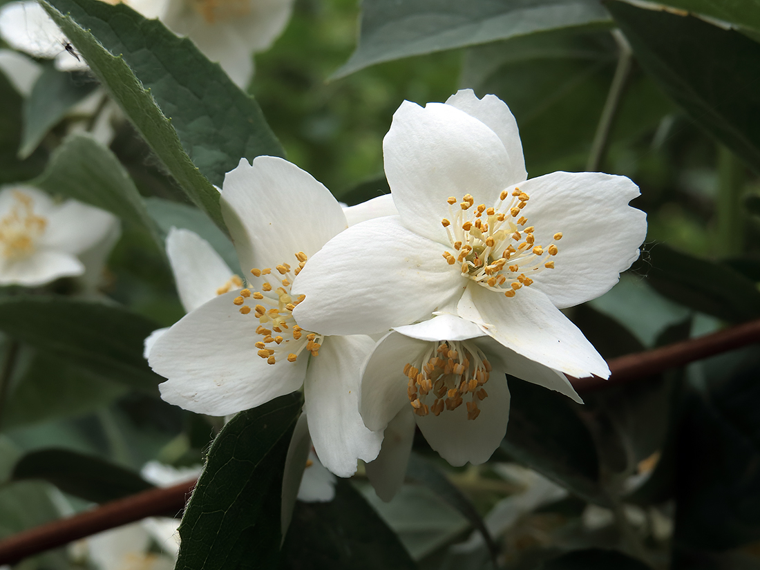 Image of Philadelphus pubescens specimen.