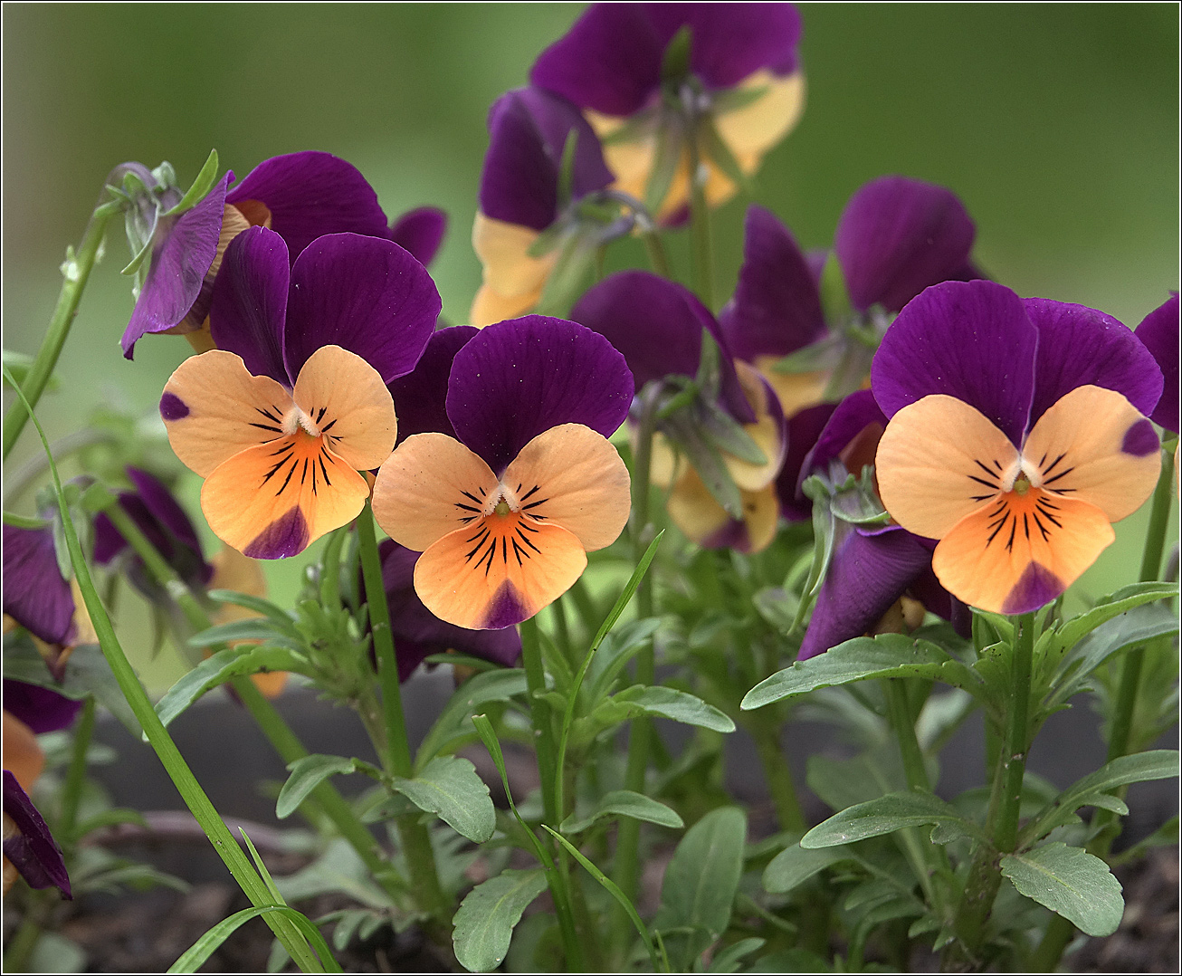 Image of Viola wittrockiana specimen.