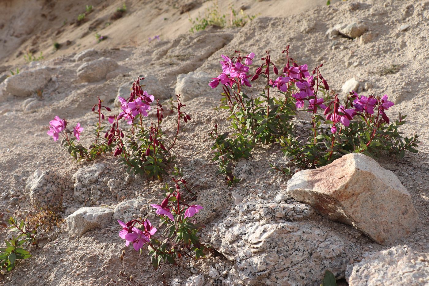 Image of Chamaenerion latifolium specimen.