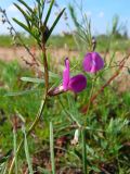 Vicia angustifolia