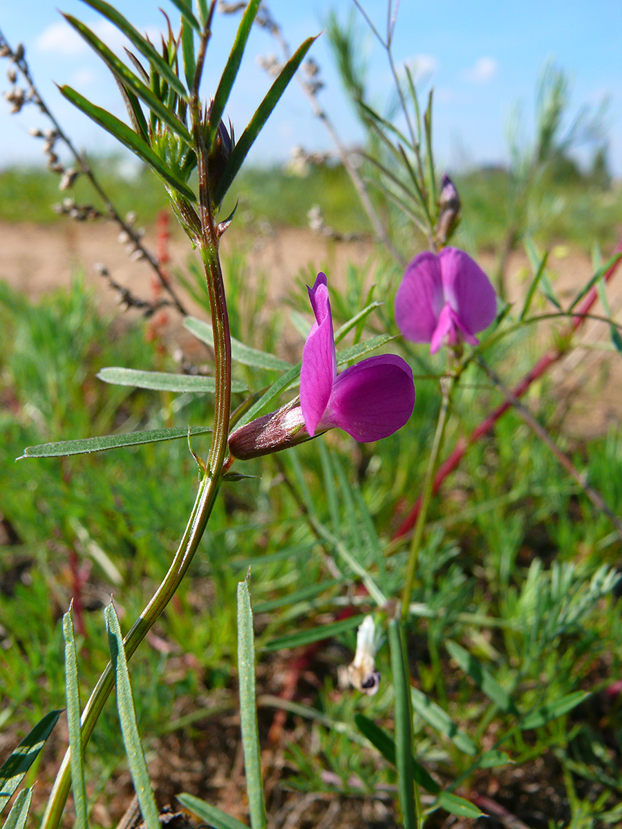 Изображение особи Vicia angustifolia.