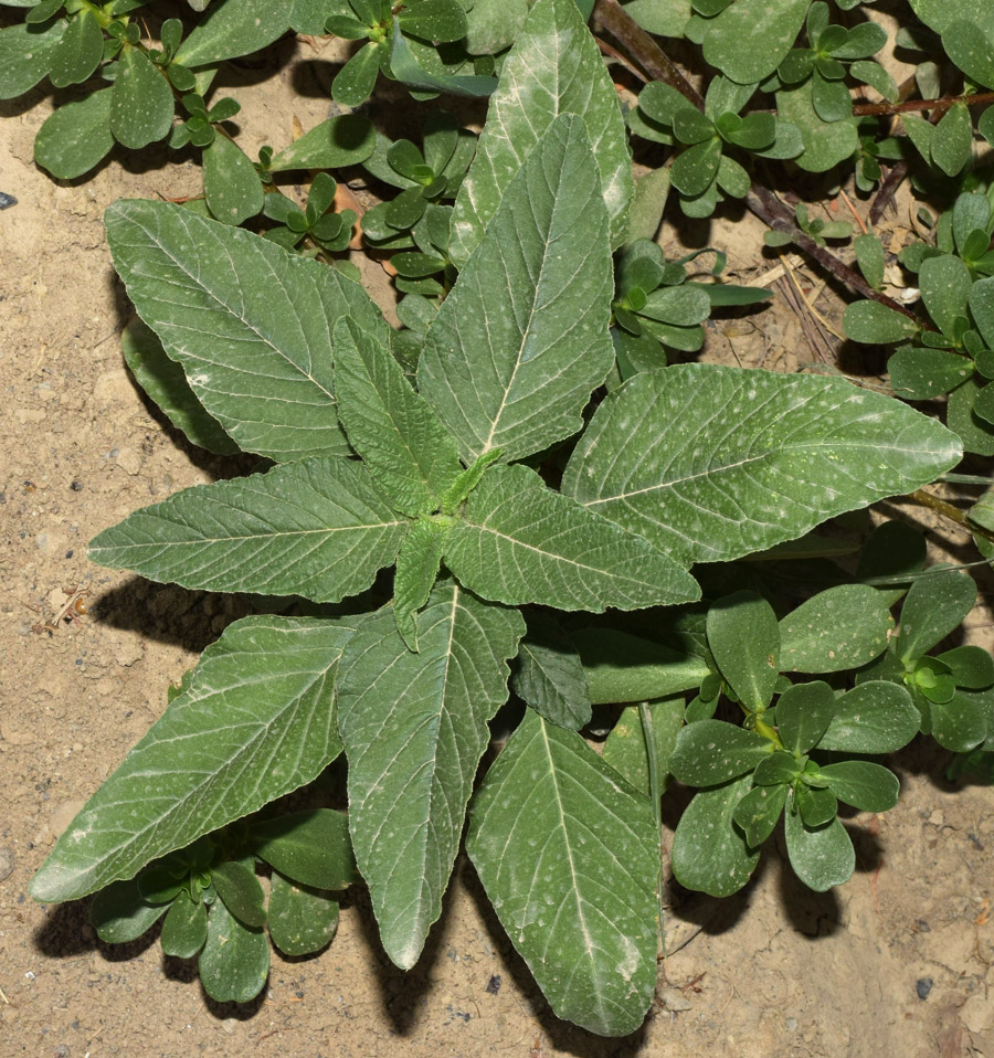 Изображение особи Amaranthus retroflexus.