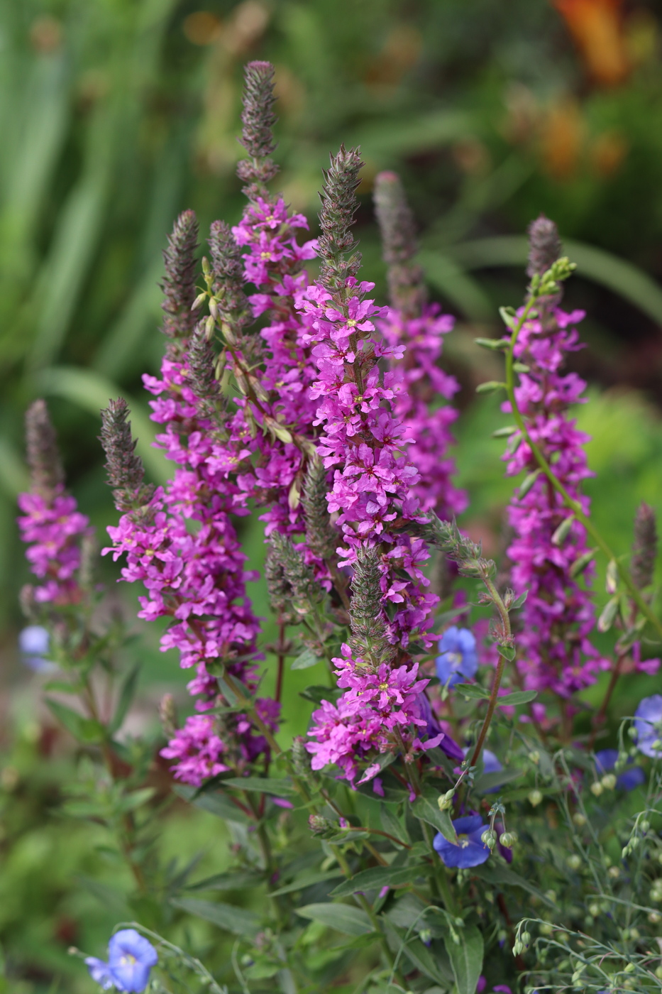 Image of Lythrum tomentosum specimen.