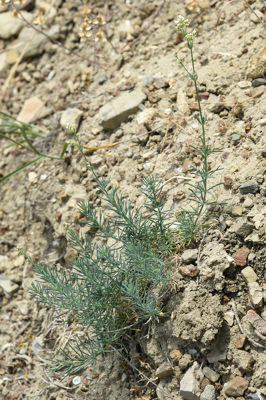 Изображение особи Galium biebersteinii.