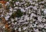 Gypsophila разновидность caespitosa