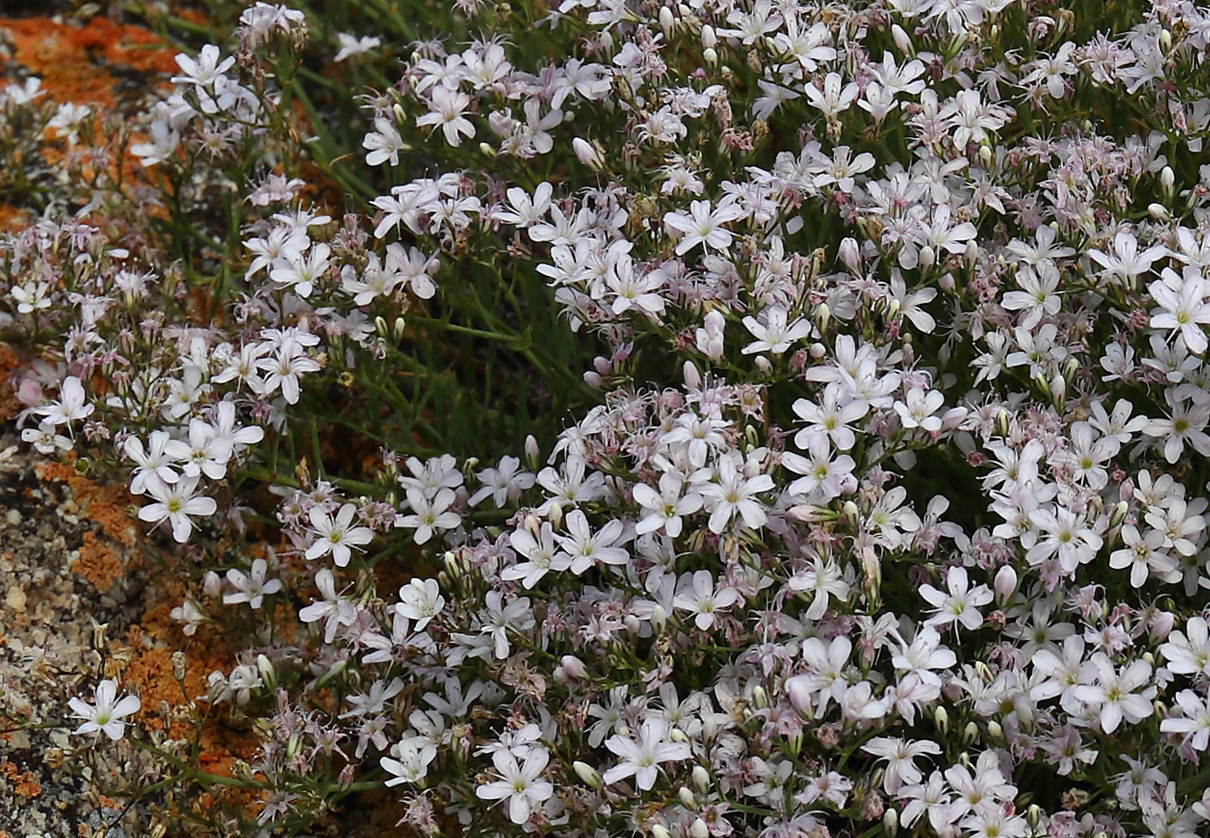 Image of Gypsophila patrinii var. caespitosa specimen.