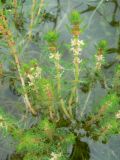 Myriophyllum verticillatum