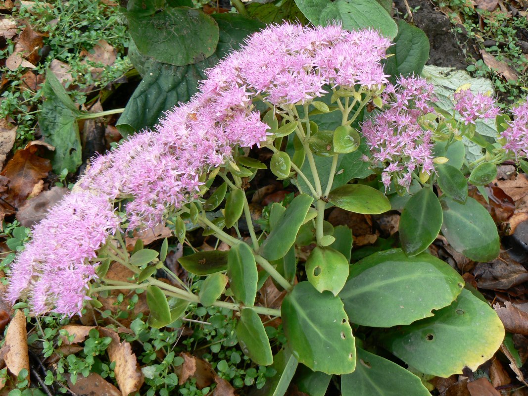 Image of Hylotelephium spectabile specimen.