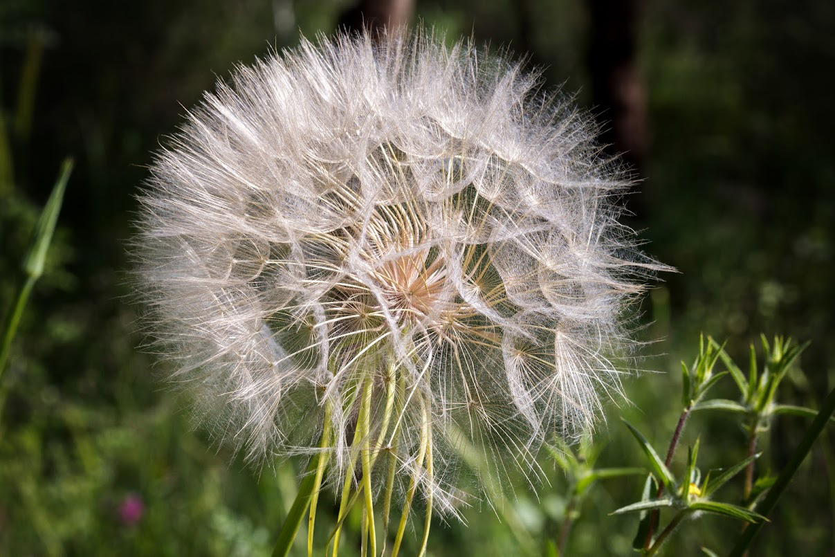 Изображение особи Tragopogon porrifolius ssp. longirostris.