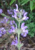 Salvia virgata. Верхушка соцветия. Южный Берег Крыма, Артек. 14 июля 2010 г.