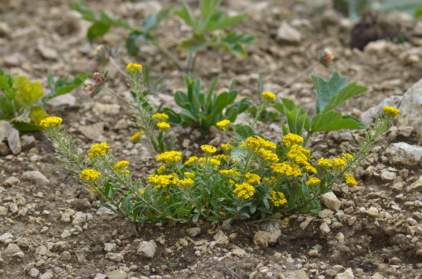 Изображение особи Alyssum trichostachyum.