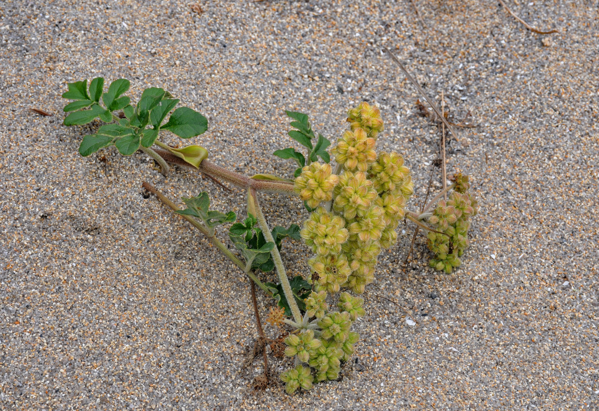 Image of Glehnia litoralis specimen.