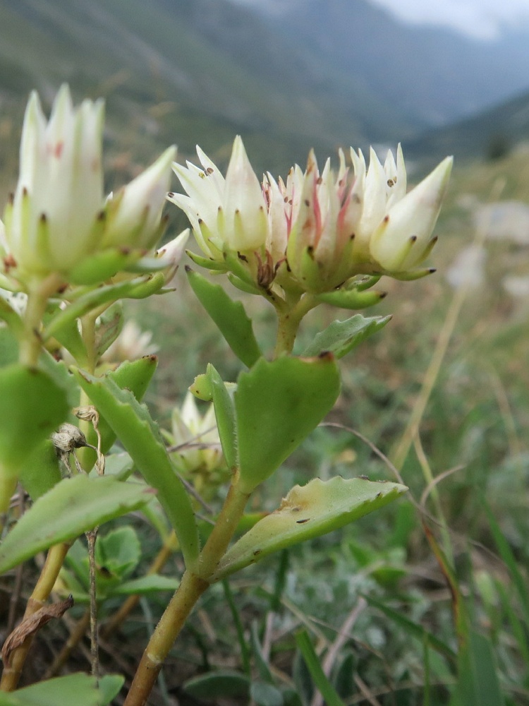 Image of Sedum oppositifolium specimen.