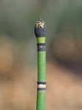 Equisetum hyemale