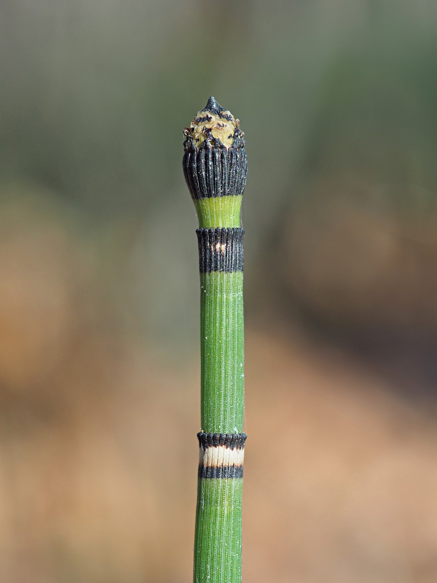 Изображение особи Equisetum hyemale.