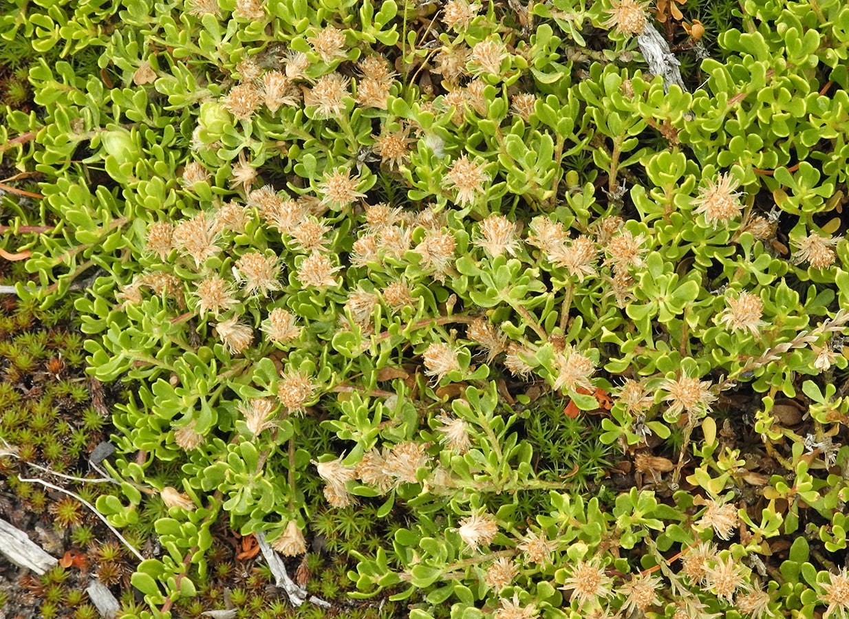 Изображение особи Baccharis tricuneata.