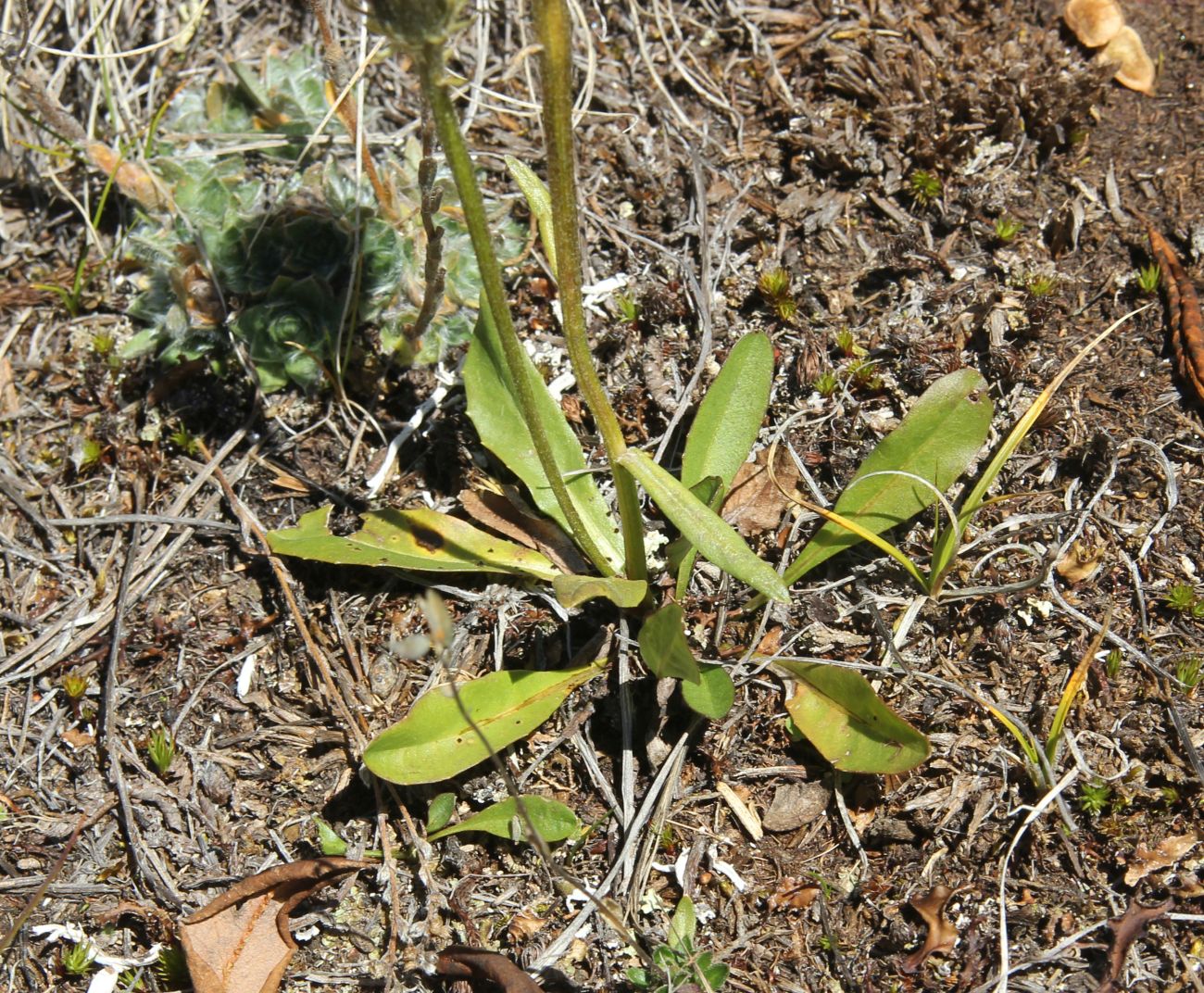 Image of Crepis chrysantha specimen.