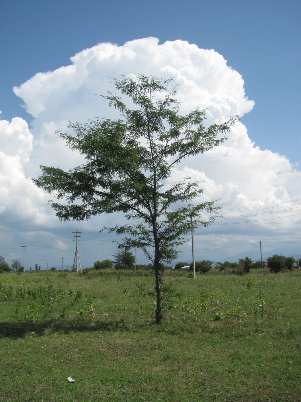 Image of Gleditsia triacanthos specimen.