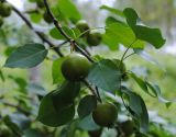 Pyrus ussuriensis. Плодоносящие ветви. Республика Алтай, Шебалинский р-н, дол. р. Камлак. 15.08.2010.