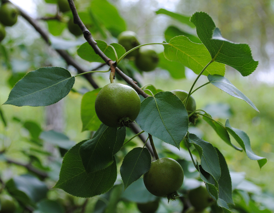 Изображение особи Pyrus ussuriensis.