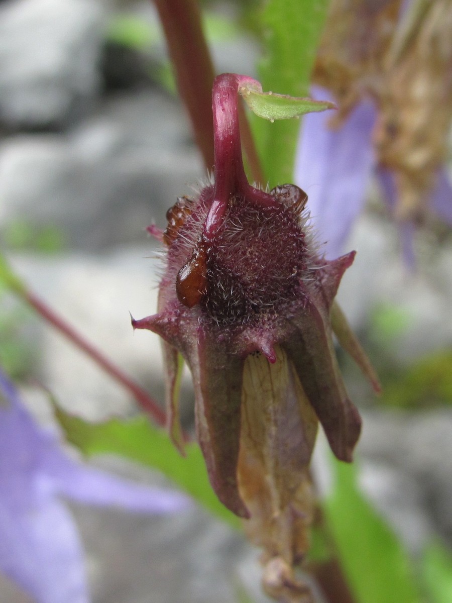 Image of Campanula sarmatica specimen.