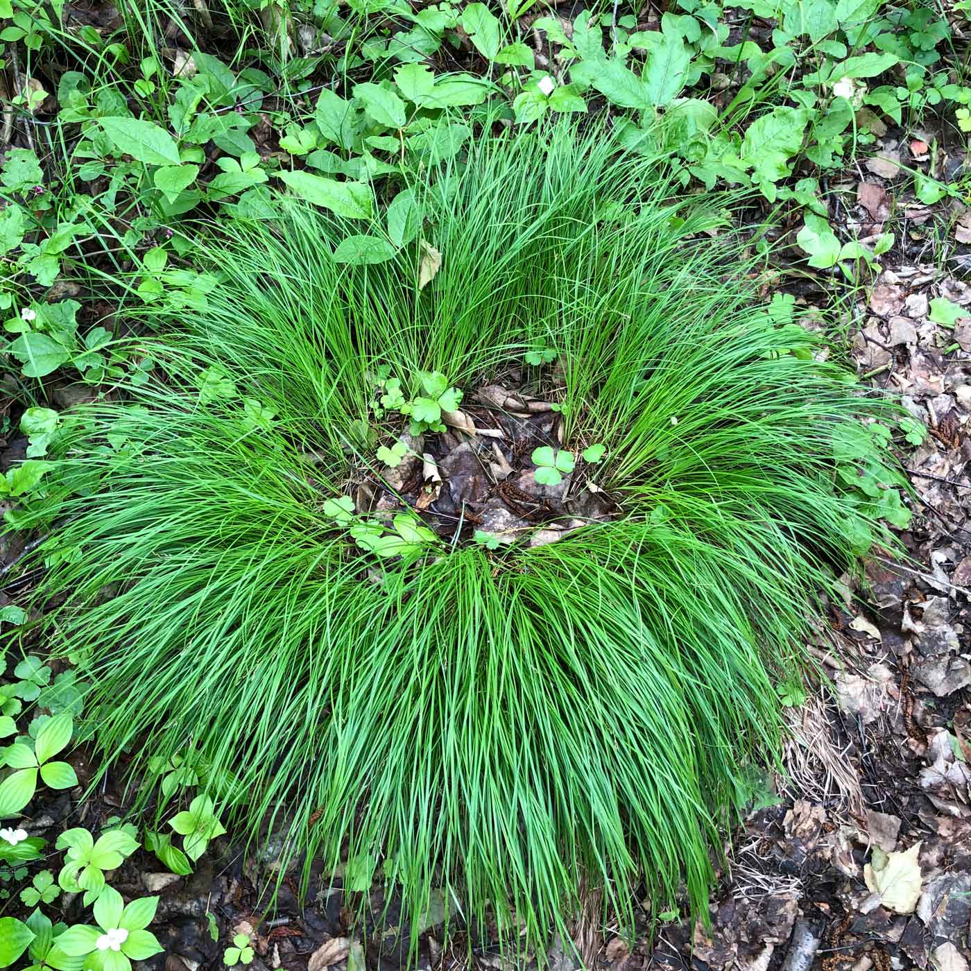 Image of genus Carex specimen.